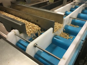DynaClean food conveyor with dual lane sortation allows high volume sorting & processing of almonds