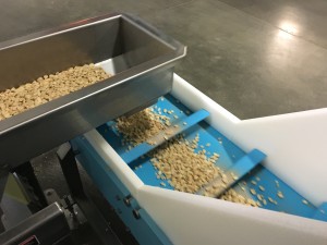 Food sortation and even flow for downline processing of almonds on a DynaClean plastic conveyor