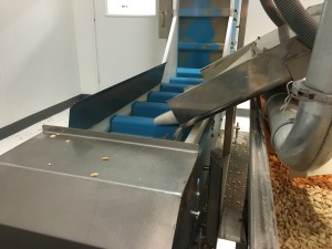 Almonds feeding down a chute onto a vertical conveyor