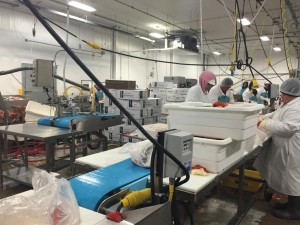 Dynaclean clean conveyor moving fresh fish.
